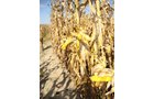 Property photo 2 - 145+/- Acres Offered in 6 Tracts Real Estate Auction